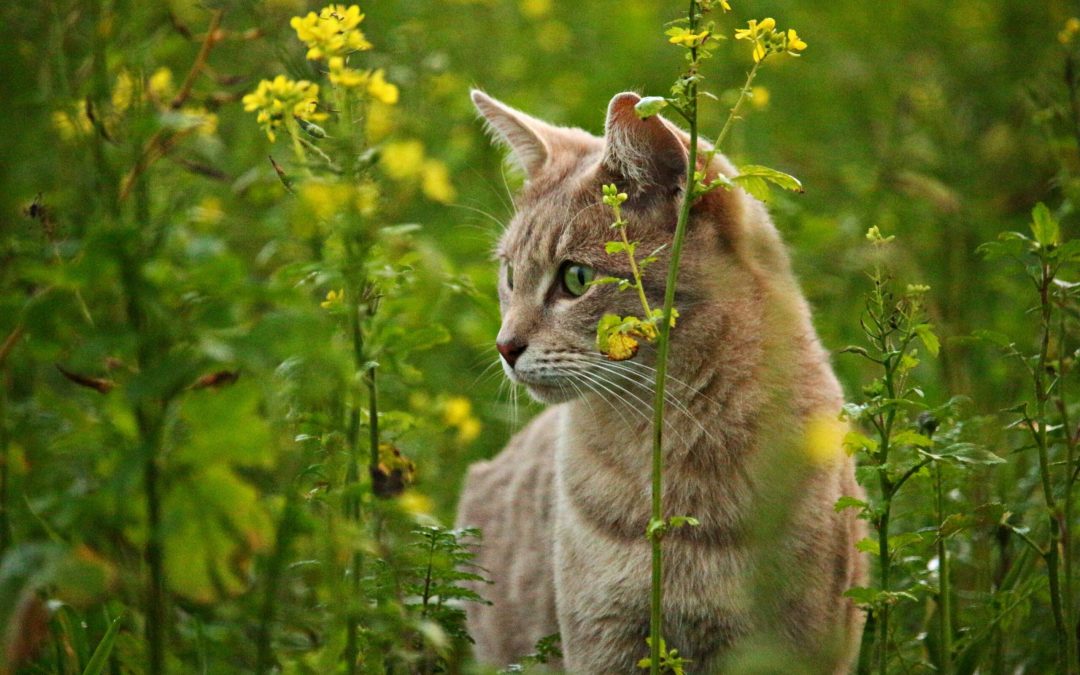 Stérilisation des chats non sociables