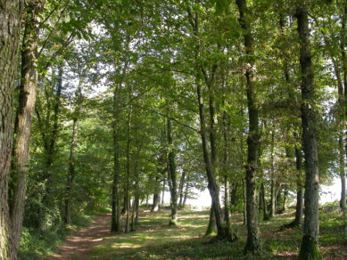 foret-Bois-Octobre07