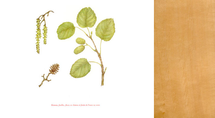 foret-aune