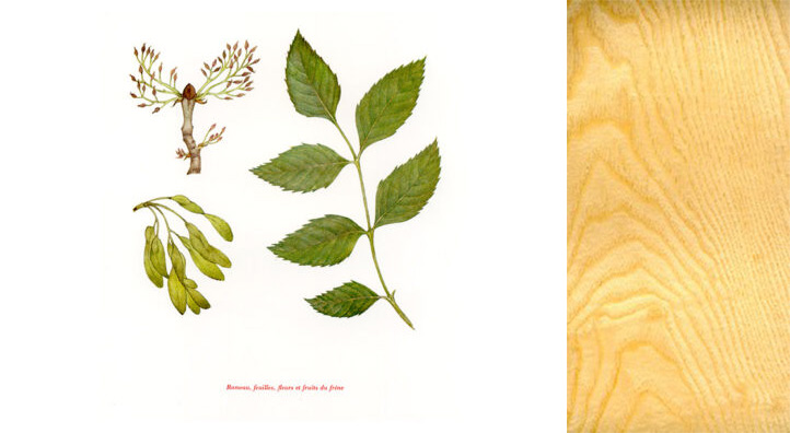 foret-frene