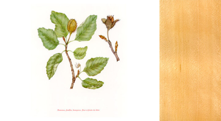 foret-hetre