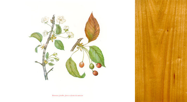 foret-merisier