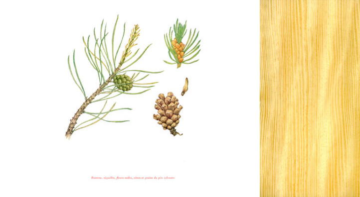 foret-pin